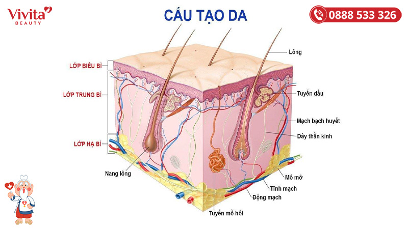 Cấu trúc các bộ phận phụ của da